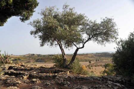 valley of the temples - Agrigento, Italy