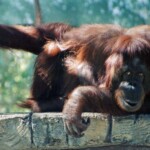 Orangutan