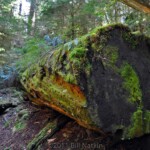 PNW forest