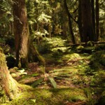 Pacific Northwest forest
