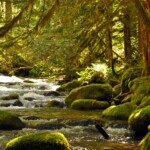 Pacific Northwest forest creek