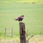vulture