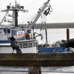 crows