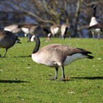 geese