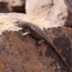 lizzard