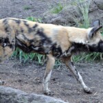 African Wild Dog