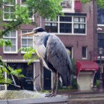Blue Heron