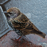 song thrush