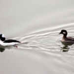 Bufflehead ducks