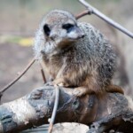 Zoo critter