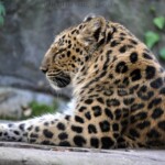 leopard