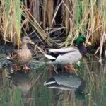 Mallard Ducks.
