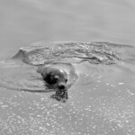 Sea Lion swimming