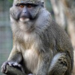 Silvery Gibbon