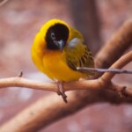 Southern Masked Weaver