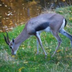 Speke's Gazelle