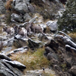 Bighorn Sheep