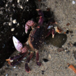 Crab in tide pool