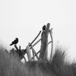 Crows