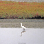 Egret