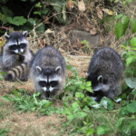Raccoons