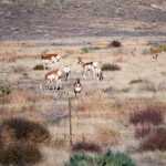 Pronghorn