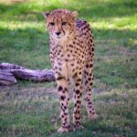 Leopard at Phoenix Zoo