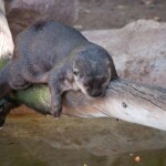 Otter