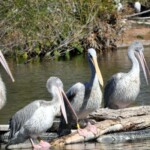 Pelicans