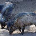 Visayan Warty Pig