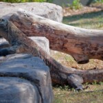 Iguana