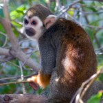 squirrel monkey