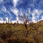 Arizona desert