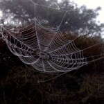 spider web